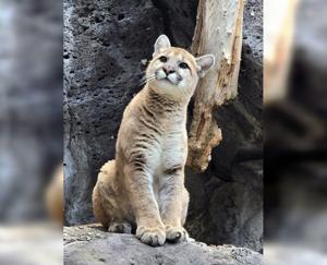 Community invited to Zoo Idaho for cougar kitten's name reveal