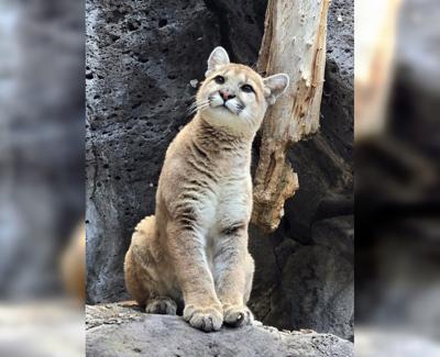 Cougar Kitten 1
