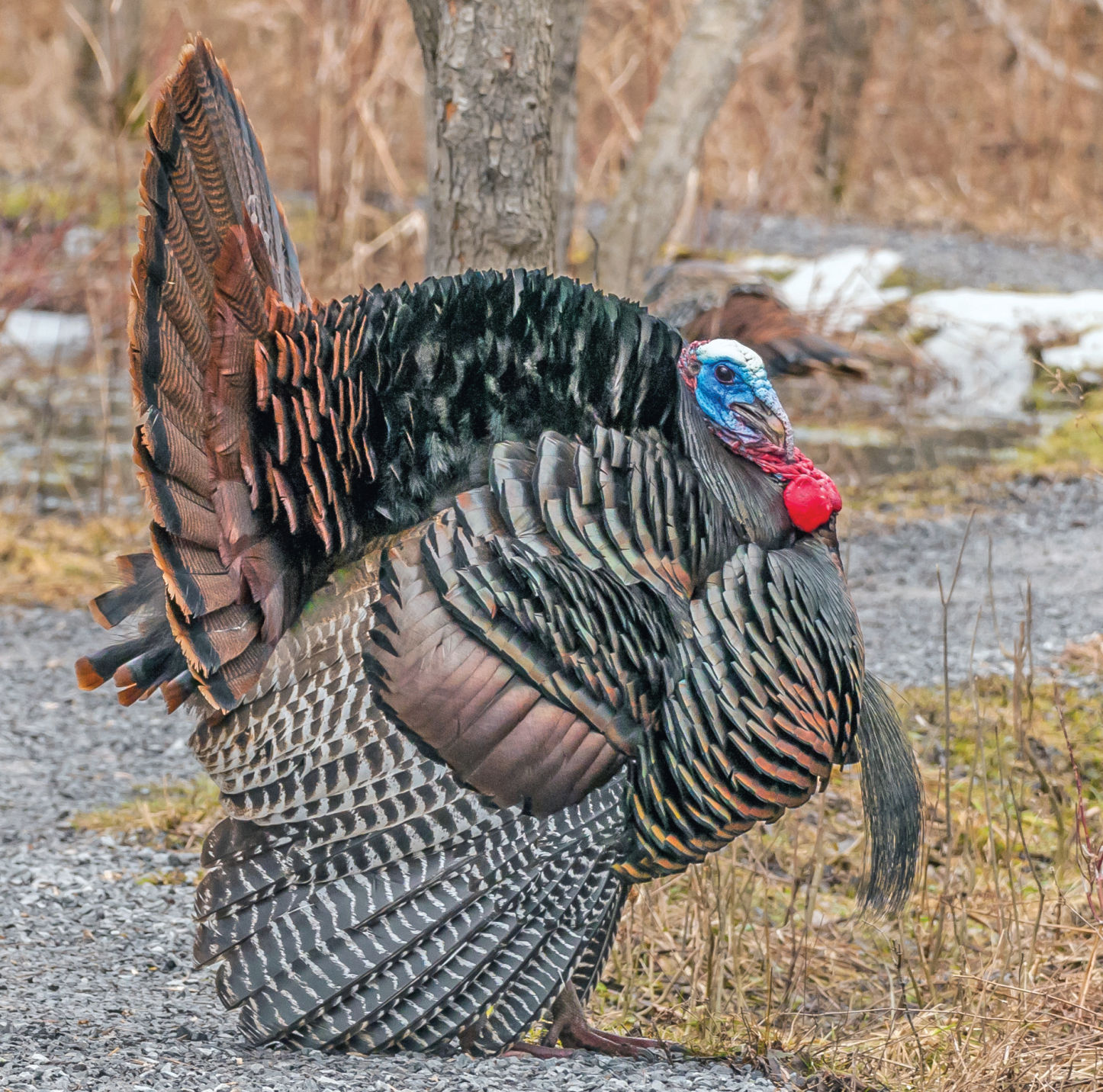 イッタラ　オイバトイッカ　turkey fowl 5476f1b45dcd4.image.jpg?crop=