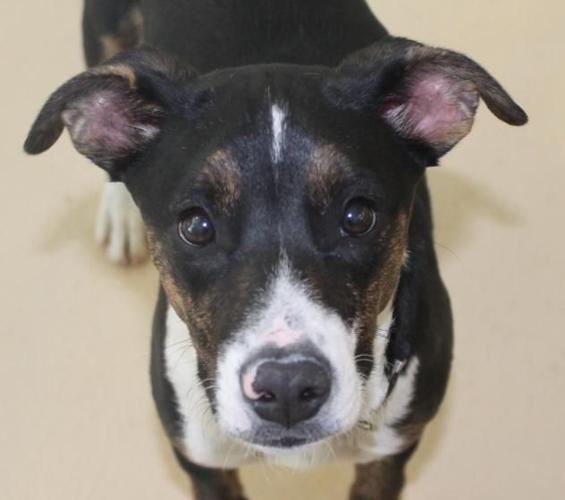 Pocatello Animal Shelter pets of the week Local