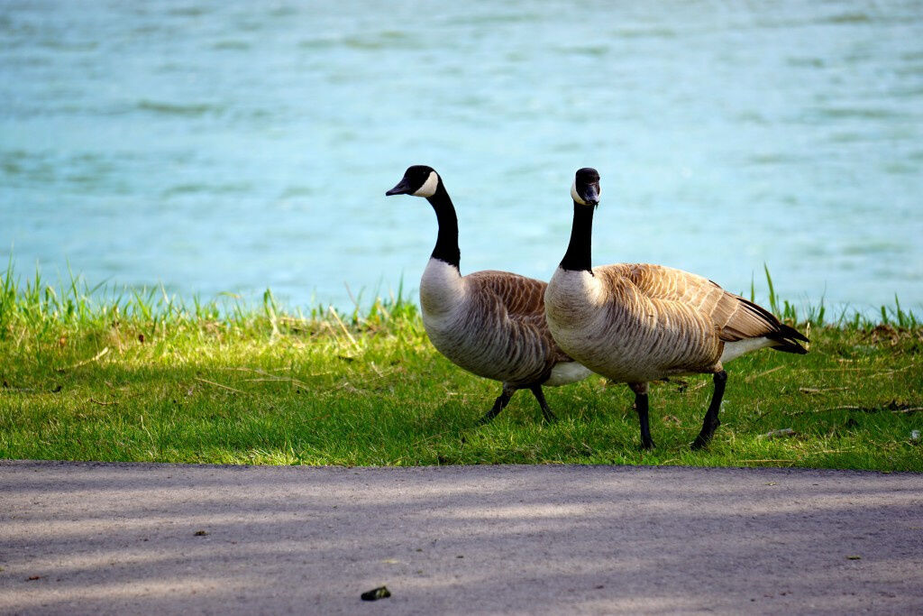 Canada goose outlet outlet vip