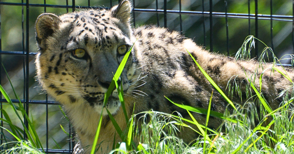Male snow leopard newest resident at Idaho Falls Zoo