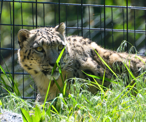 Male snow leopard newest resident at Idaho Falls Zoo