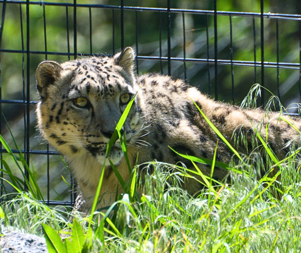 Lenny the Snow Leopard