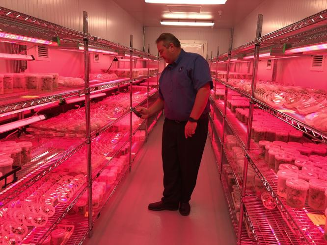 Germplasm grow room