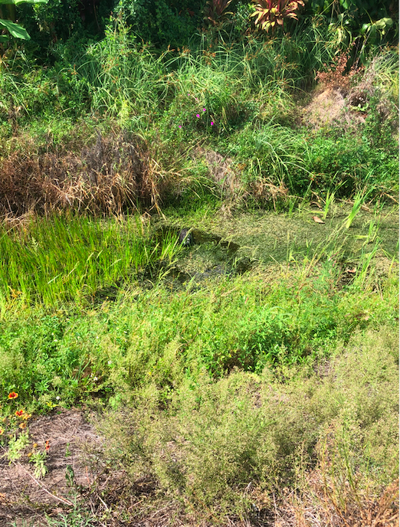 Mailman rescues dog stuck in swampy Florida canal