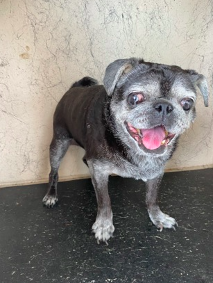 Mail carrier rescues dog stuck in swampy Florida canal | Local - Vimarsana News