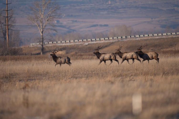 Elk freed from frozen pond
