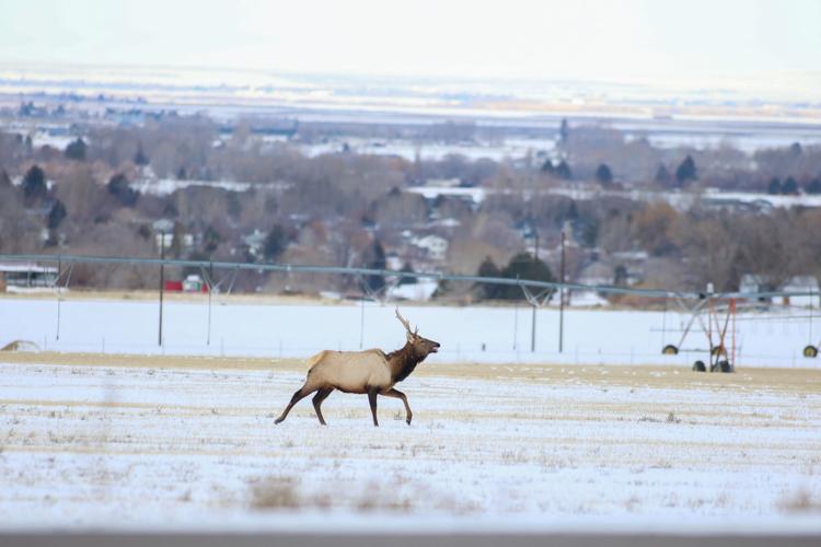 Photos of elk herd wandering into north Pocatello Freeaccess