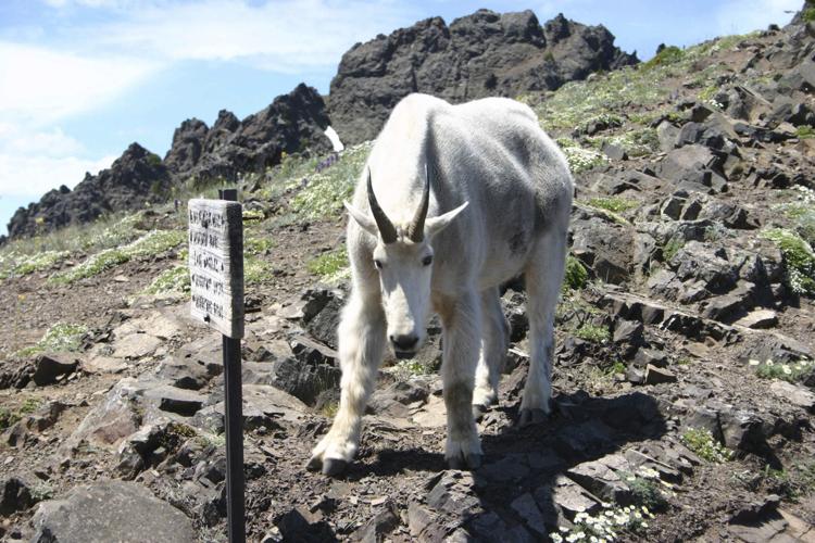 Olympics Mountain Goats