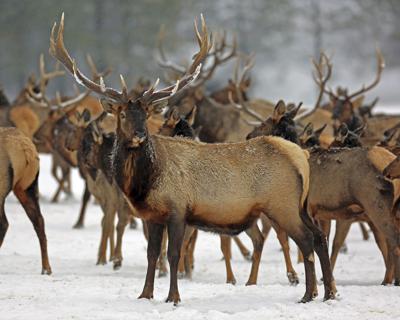 Hard Winter Wildlife