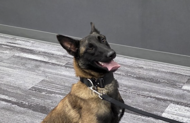 K9 Boo