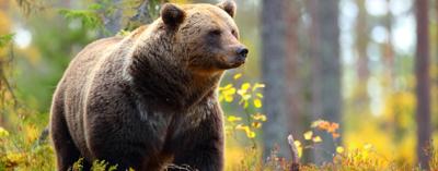 Big brown bear in a colorful forest looking at side