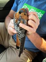 Male American kestrel with a completed Motus tag