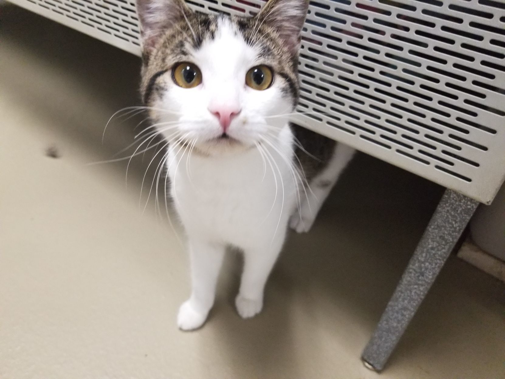 animal shelter found cats