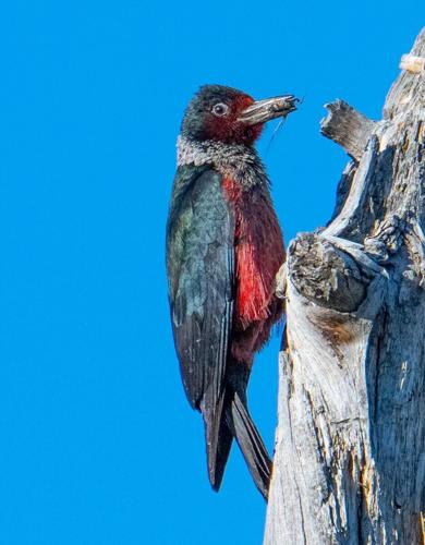 Lewis's woodpecker carrying food