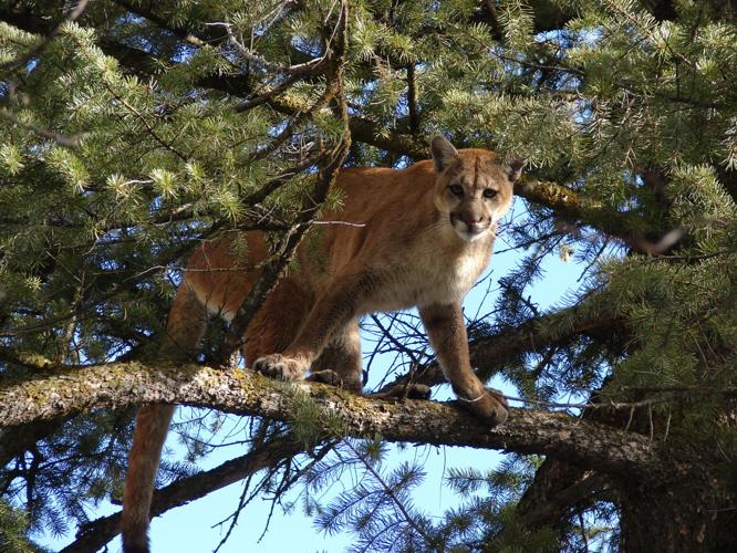 Mountain Lions in New Jersey? - Montana Hunting and Fishing