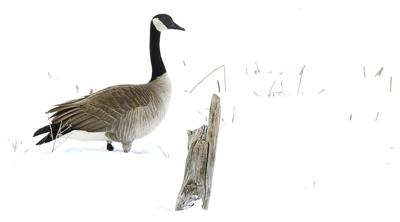 Canada goose