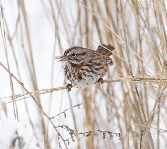 song sparrow eating grass seeds by Terry Rich.jpg