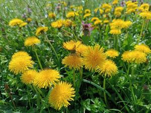 ‘More pollen, more often’: Weather changes, warmer temperatures taking a toll on allergy sufferers