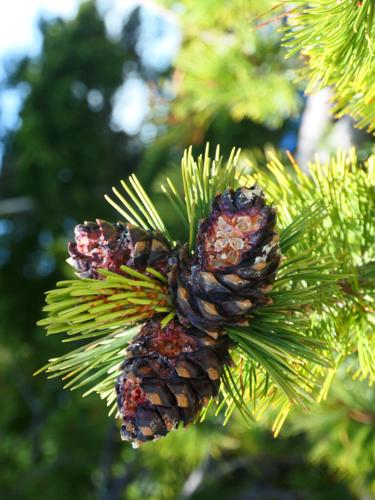 pine cones