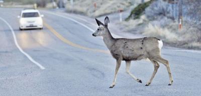 Deer