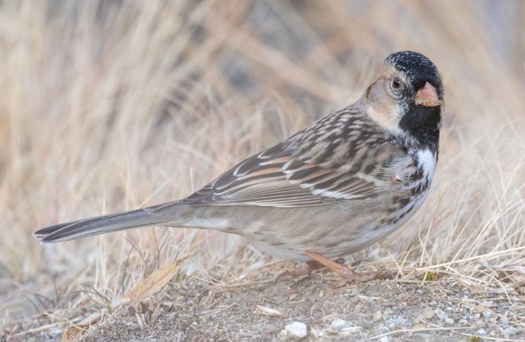 Harris's sparrow by Terry Rich.jpg