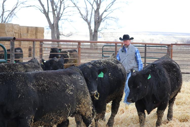 Thomson family -Matt bringing in some young bulls