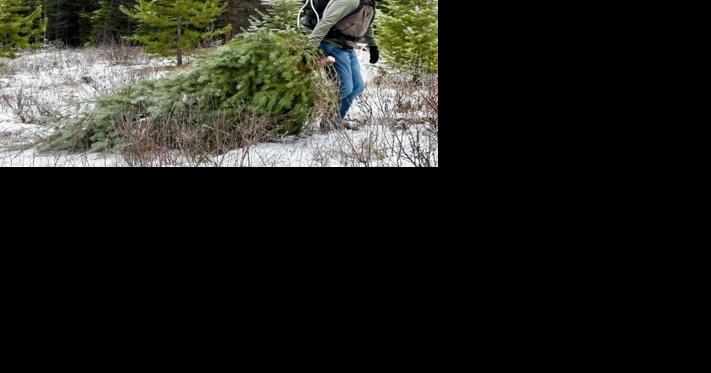 Hunting for a Christmas tree in snowy woods is Idaho tradition - Vimarsana News