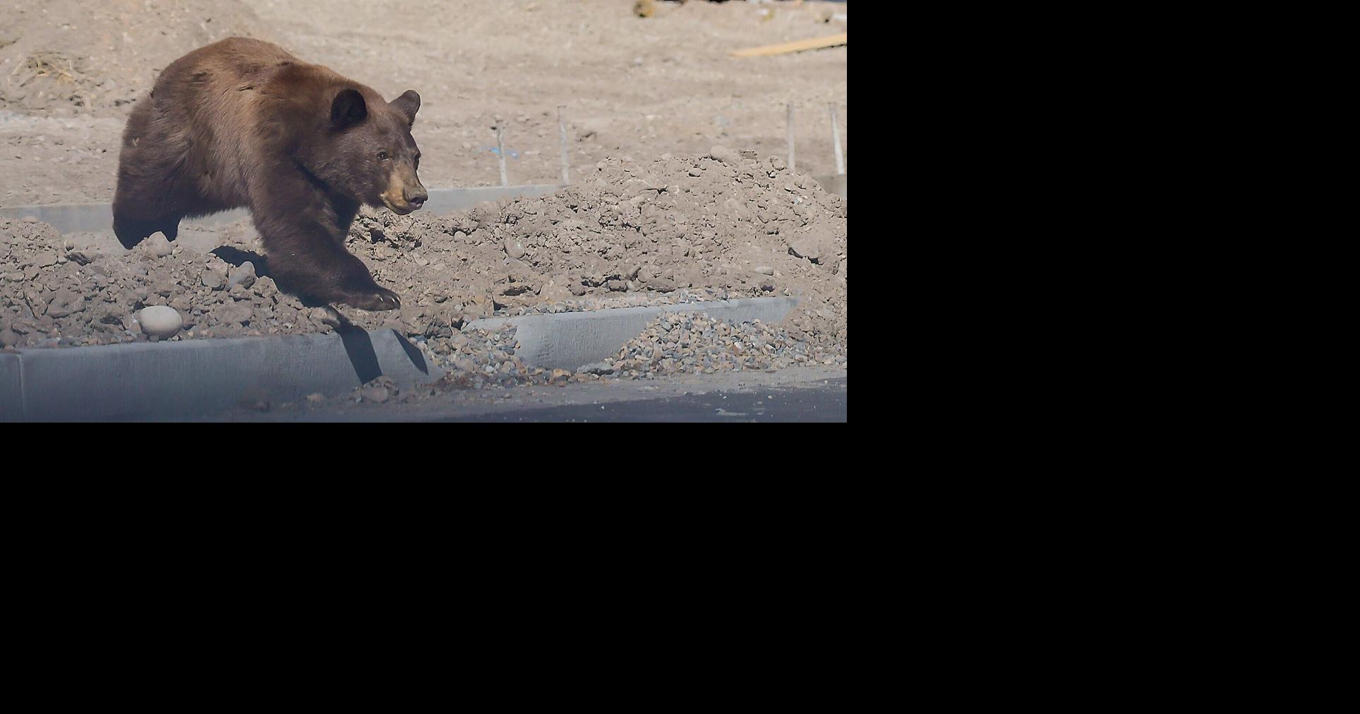 A black bear's wild dash through neighborhoods near Idaho-Utah border ends in a nap