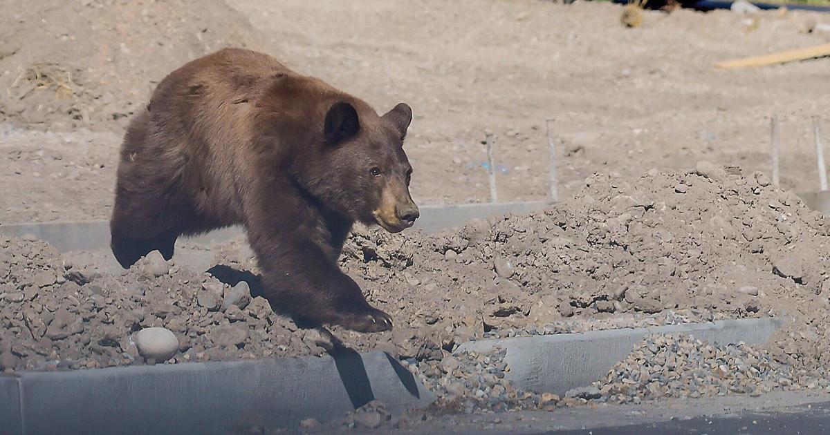 A black bear's wild dash through neighborhoods near Idaho-Utah border ends in a nap