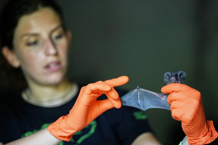 Italy Bats