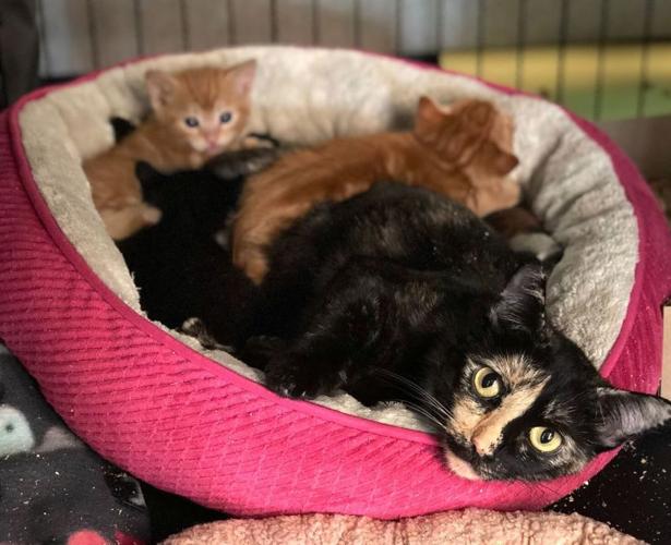 Idaho Humane Society cats