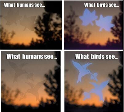 translucent window decals