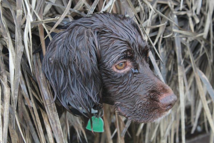 Bo the duck dog