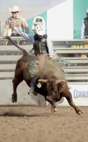 'Isn't that cute': Rigby's Dance tackles bulls, not quarterbacks