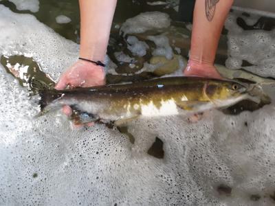Pinksalmon_female9222021