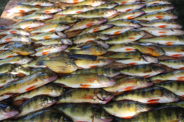 Perch fishing