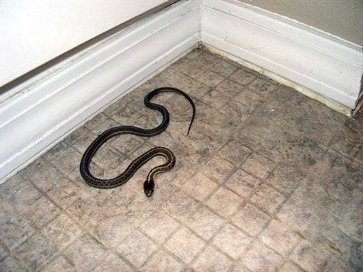 Idaho house infested with snakes, ex-residents say | Local | idahostatejournal.com