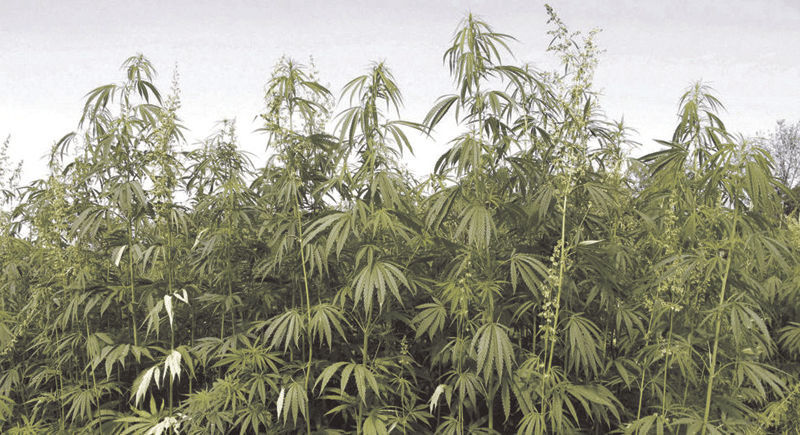 Hemp