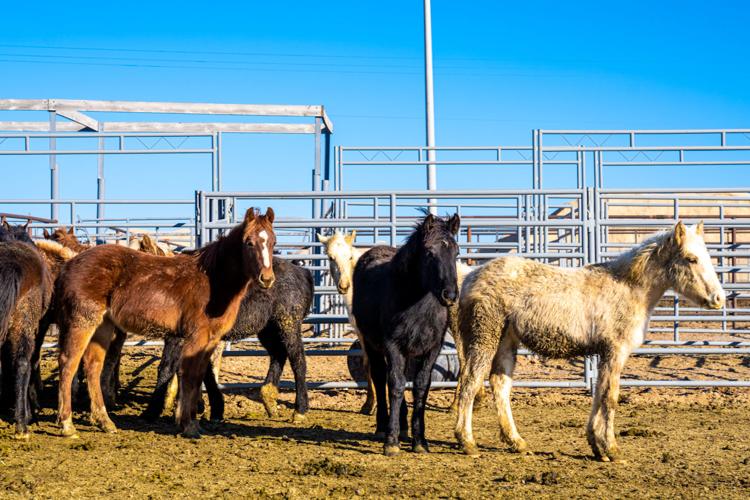 BLM Wild Horses-02.jpg