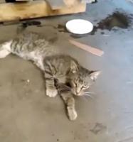 Sheriff's Office investigating alleged poisoning, beating of cats at factory