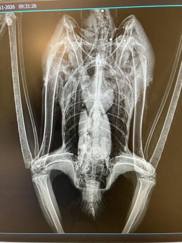 Belgrade eagle x-ray