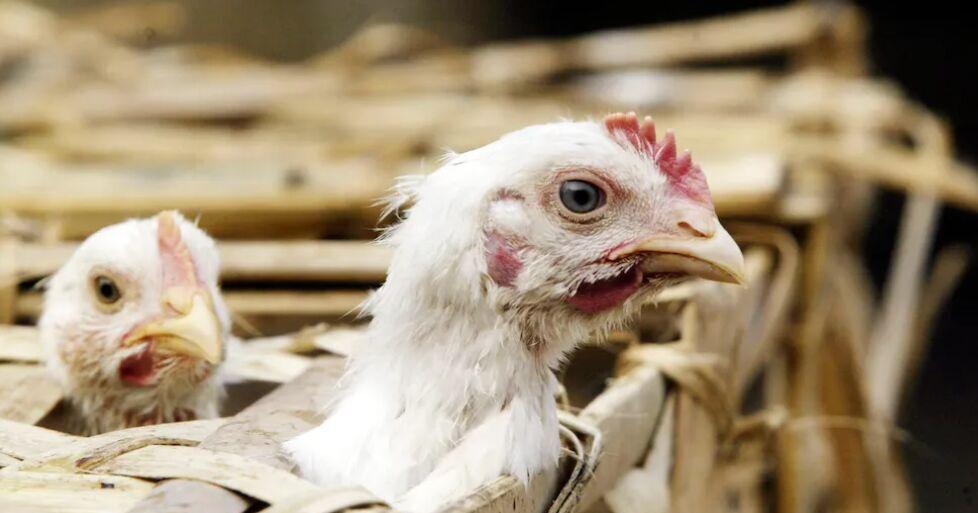 Bird flu's spread from poultry to cattle to humans provokes worry among feds, states | News - Vimarsana News