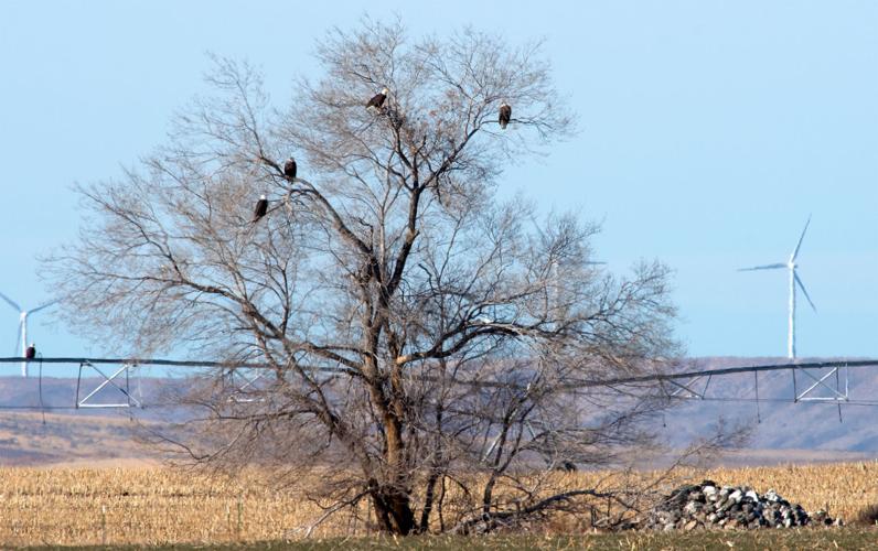 bald eagles