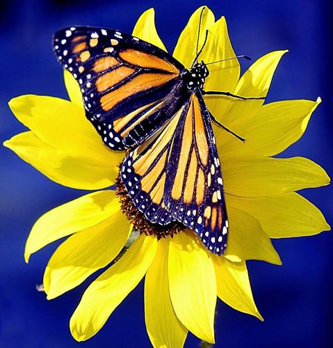 monarch butterfly