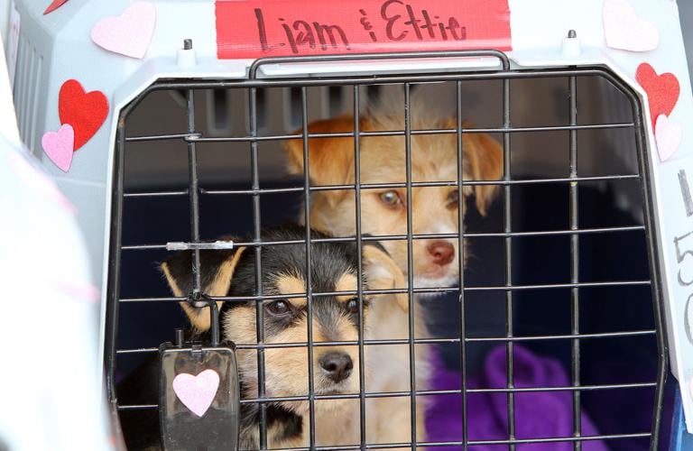 Shelter Dog Airlift