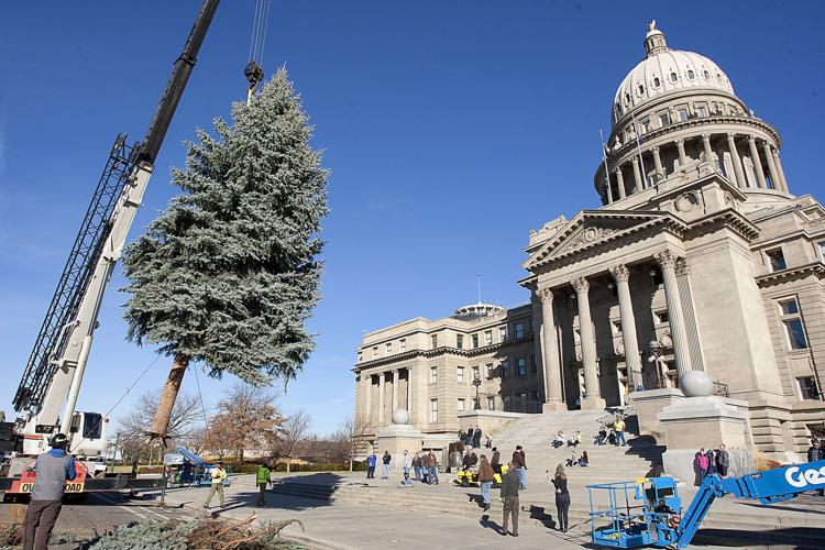 Capitol Christmas Tree
