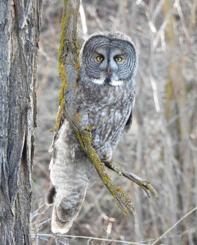 great gray owl by Mary Miller Rumple.jpg