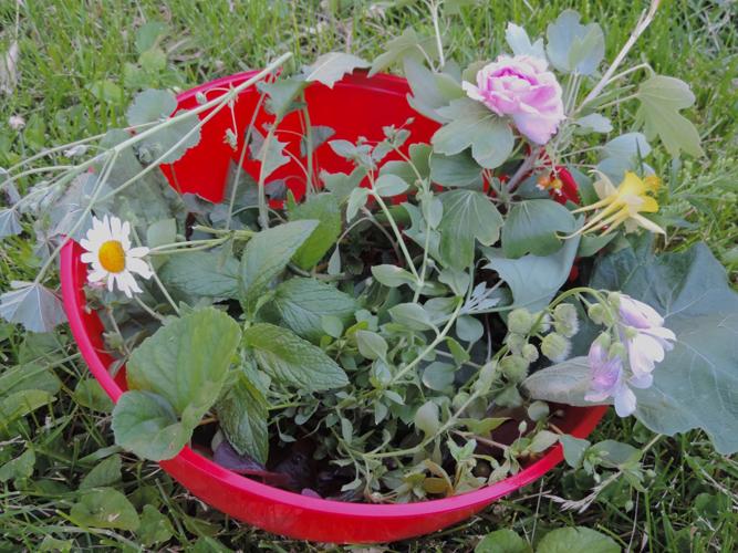 Plants
